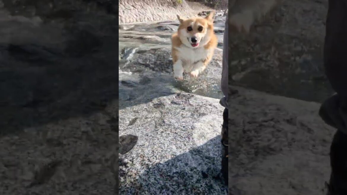 川の中をついてくるコーギー / A corgi following along in the river. #コーギー #corgi #川遊び