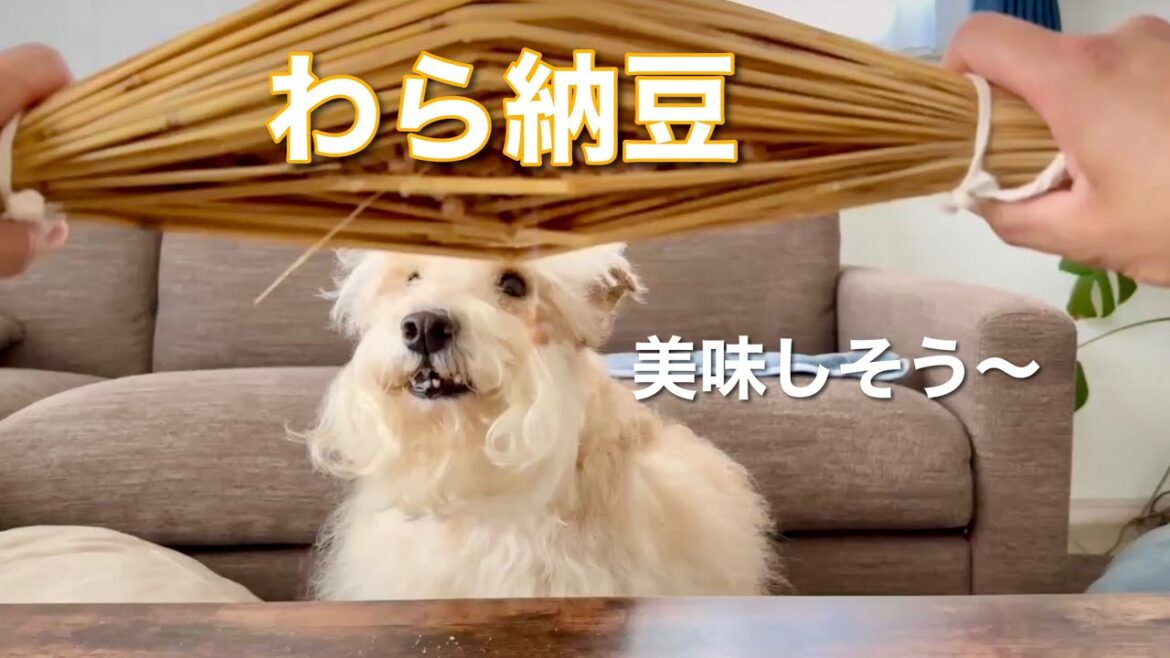 初めて見る「わら納豆」に愛犬がw テリア