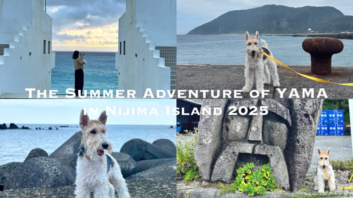 【犬連れ旅行】船で伊豆諸島・新島へ｜The Summer Adventure of YAMA in Nijima Island