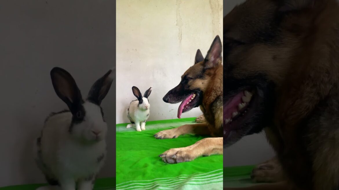 BABY RABBIT CHILLING WITH BIG RABBIT | GERMAN SHEPHERD AND RABBIT VIDEOS
