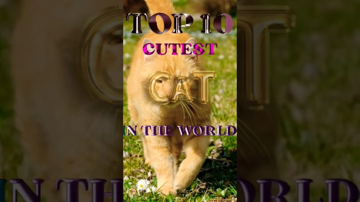 ToP 10 Most Famous Cat Breed In The World🐈🐾 #cat #trending #youtube #viral #shorts #pets #breed