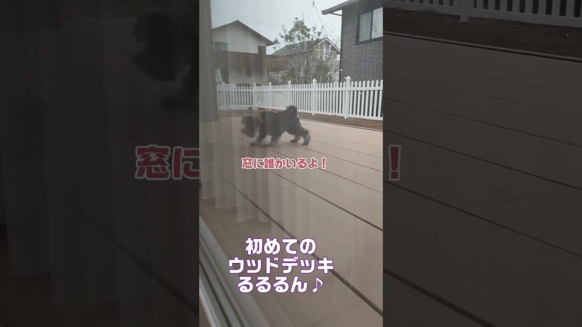 ウッドデッキをモデルウォークだぜ #ミニチュアシュナウザー #犬のいる生活  #子犬