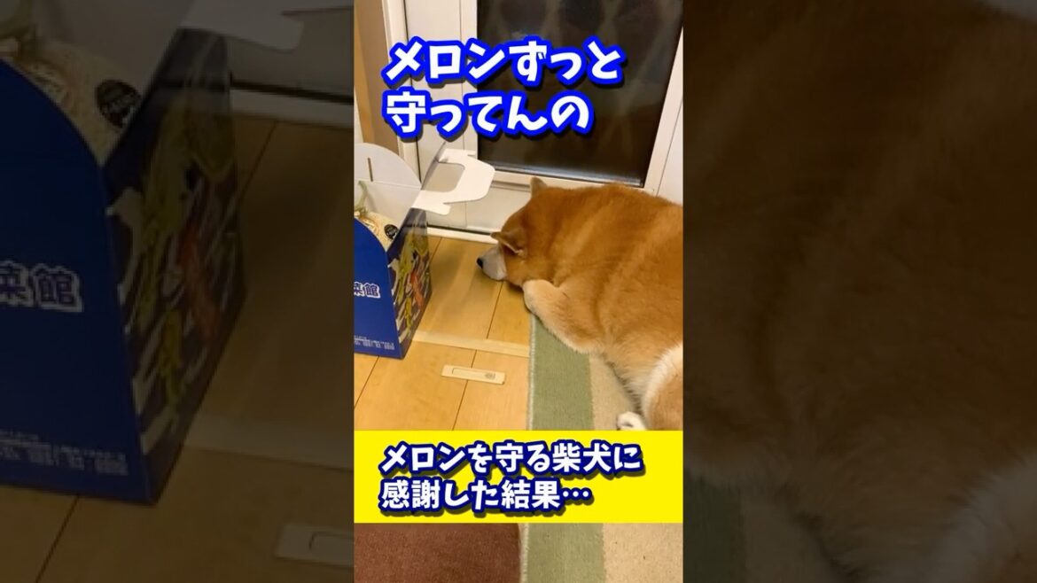 メロンを守る柴犬に感謝した結果… #shibadog #柴犬 #sibainu  #犬のいる生活 #shorts メロンを守る柴犬に感謝した結果… #shibadog #柴犬 #sibainu  #犬のいる生活 #shorts