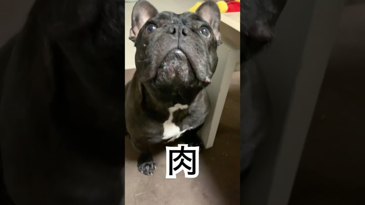 肉を食べるフレンチブルドッグ🐶#frenchbulldog #frenchbulldoglife #shorts #frenchie