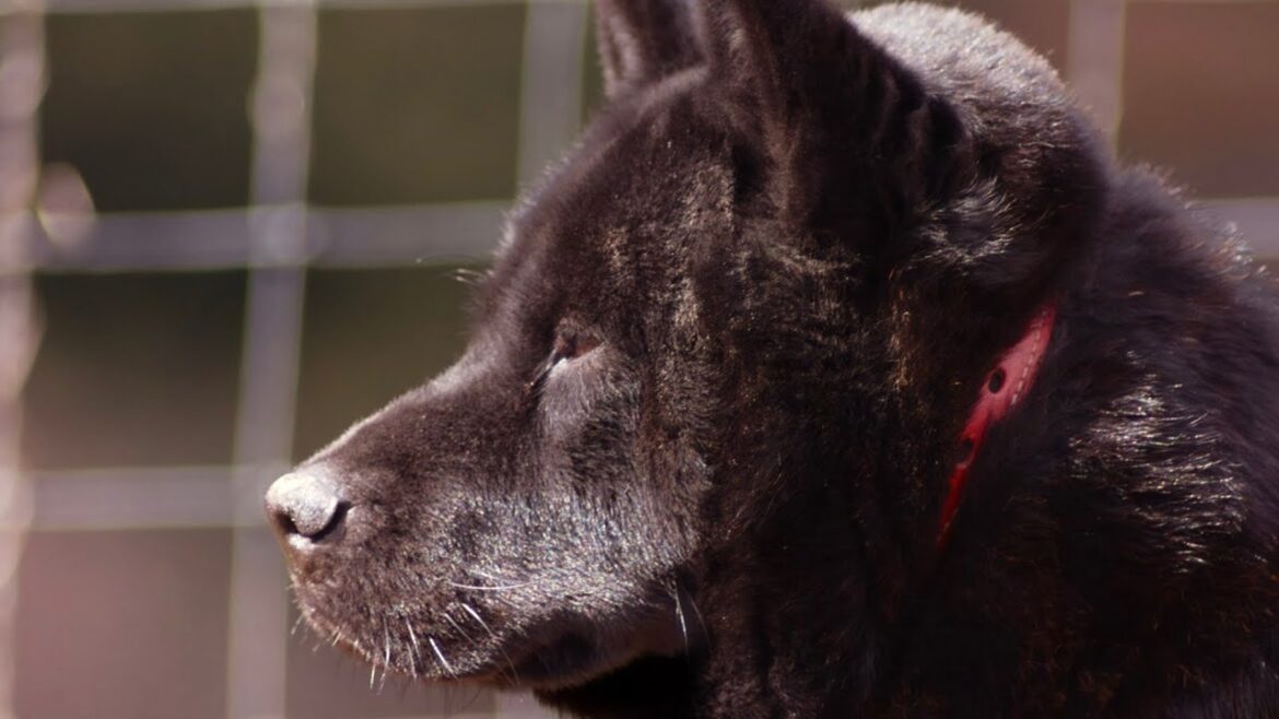 【肥満細胞腫】甲斐犬　瑞稀その後の様子