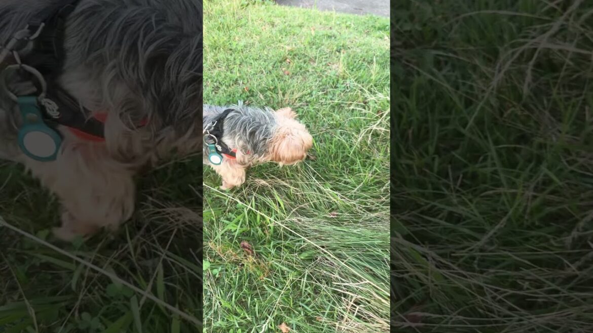 クン活するヨーキー #ヨークシャーテリア