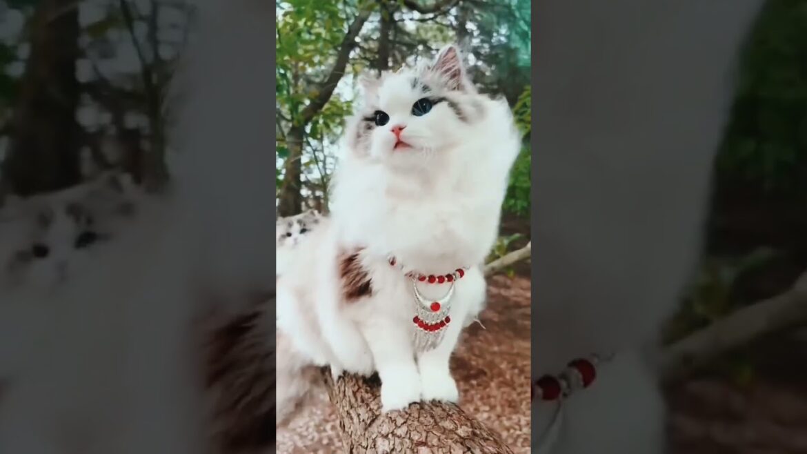 Cats Beautiful Wonderful Video Cats Beautiful Wonderful Video