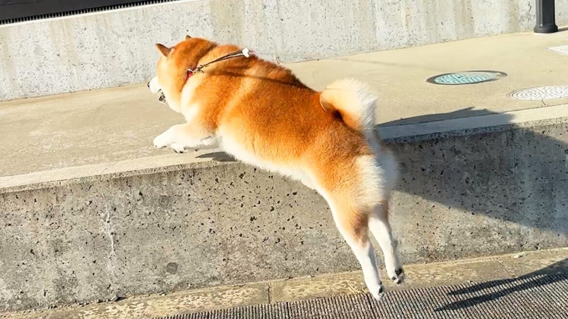 散歩中、ちょっと高い段差に登ると、調子が出てくる柴犬