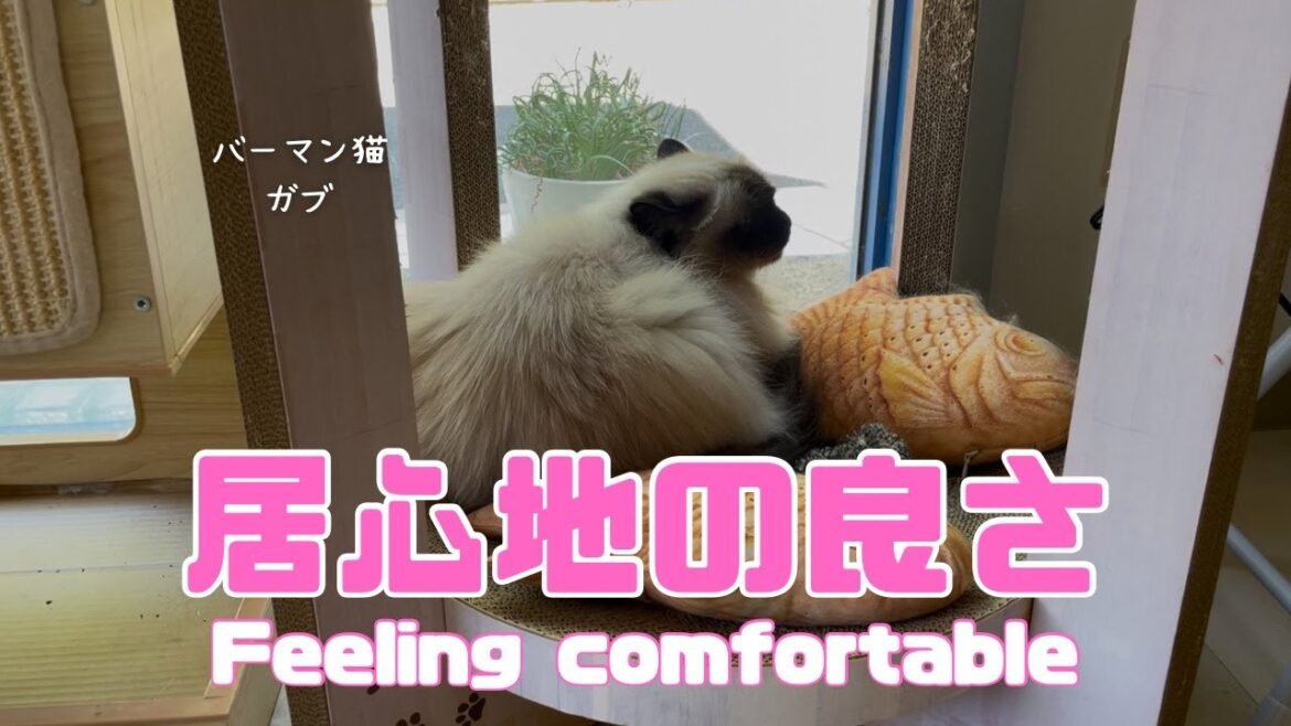 バーマン猫ウリとラフとガブ【居心地の良さ】Feeling comfortable（バーマン猫）Birman/Cat