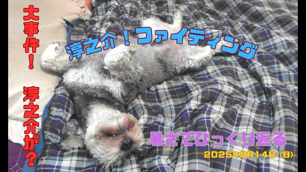 たまには息子たちと外遊び。お家の前の私道でちょっと散歩タイム