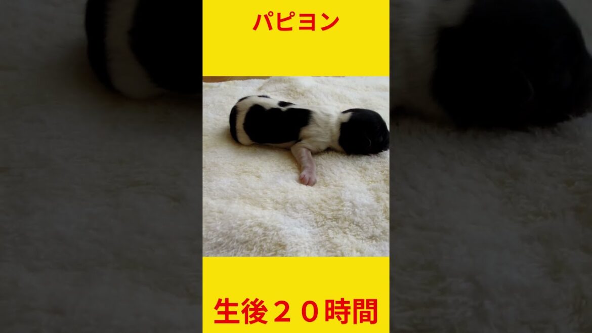 生後２０時間  #子犬 #可愛い＃パピヨン #papillon