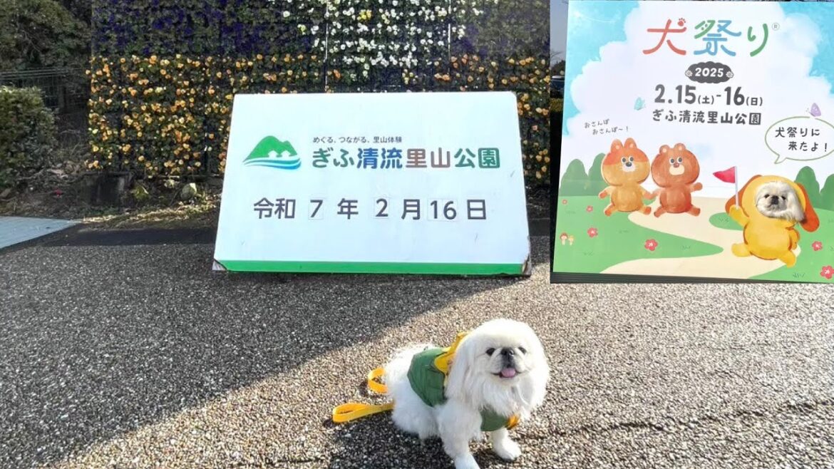 ぎふ清流里山公園犬祭りでおこづかい散財する1歳ペキニーズ