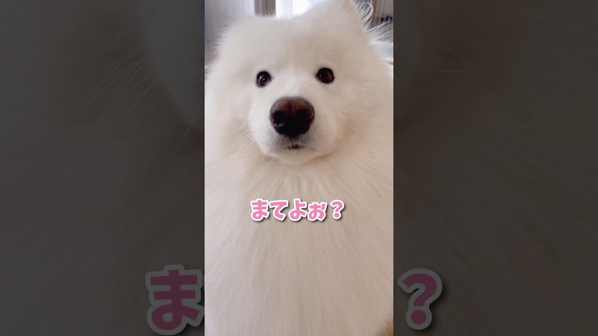 平日の仕事中にかわい子ちゃんが現れた！ #サモエド #samoyed #おしゃべり犬