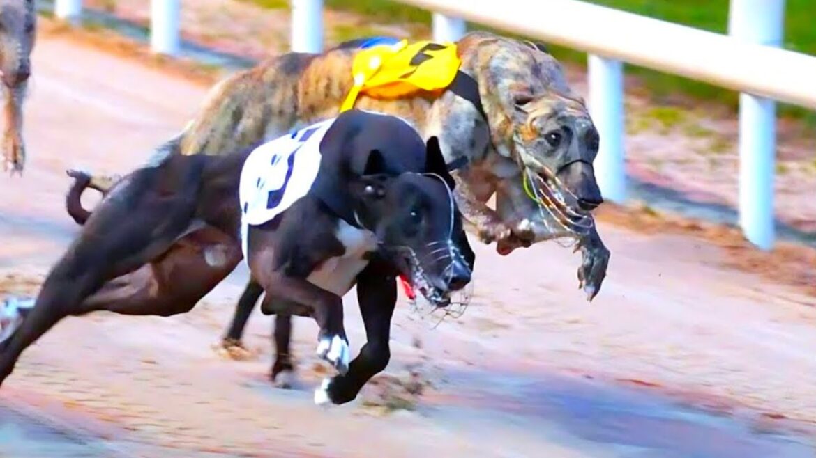 **"Winning Hearts: The Unmatched Legacy of Saluki Triumphs"**