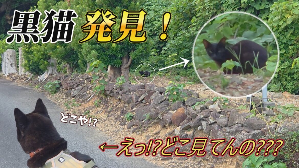 【甲斐犬】散歩中に黒猫を見つけたが・・・ 【甲斐犬】散歩中に黒猫を見つけたが・・・