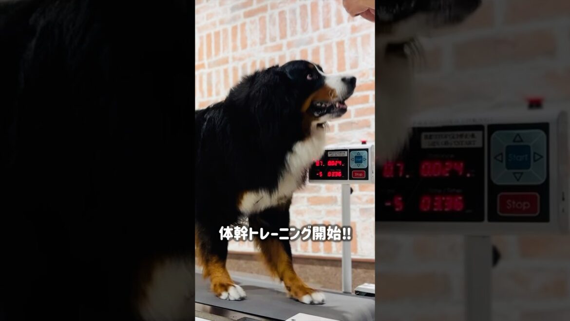 体幹＆下半身を鍛える‼️バーニーズの水中フィットネス🐾