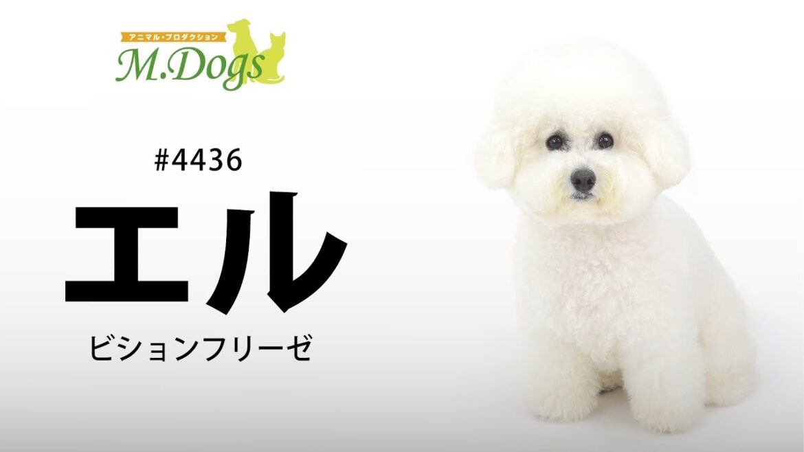 ペットモデル #4436 ビションフリーゼ「エル」