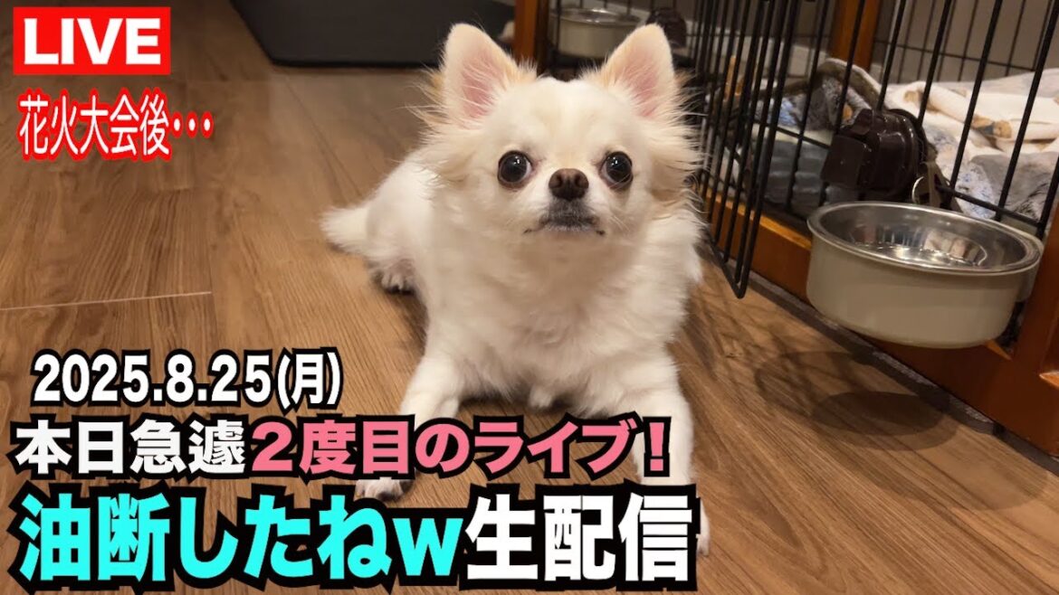 【花火大会後の油断したねライブ配信w】