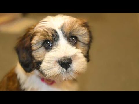 12 Reasons You Should Think Twice Before Getting a Tibetan Terrier🐶 12 Reasons You Should Think Twice Before Getting a Tibetan Terrier🐶