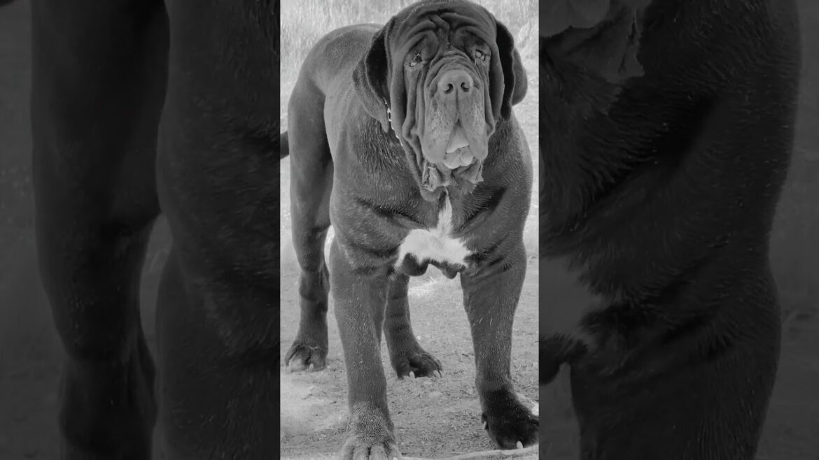 ナポリタン・マスティフが睨みつける #mastiffbreed #mastiffdog #canecorsomastiff #neapolitanmastiff