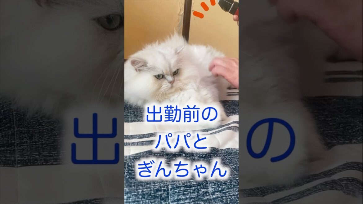 ペルシャ猫ぎんちゃんモーニングルーティン#ペルシャ猫 #モーニングルーティン #cat #猫 #persiancat