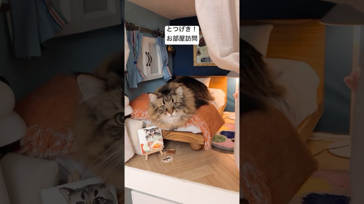 自慢の寝室 #サイベリアン #cat #猫 #ヤマネコ #猫部屋 #DIY