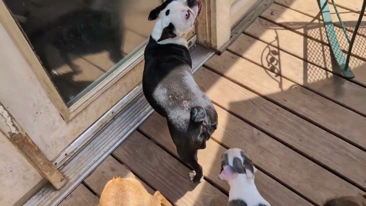 ボストンテリア一家の愉快な日常：笑い間違いなし！🎉🐶❤️😁