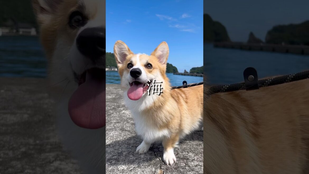 夏の思い出☀️ #コーギー #ウェルシュコーギーペンブローク #コーギーのいる暮らし #コーギー散歩 #コーギーかわいい #尻尾コーギー #犬のお散歩 #犬のいる暮らし #犬のいる生活