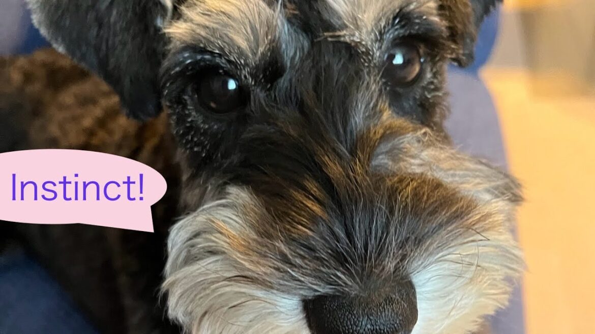 **Miniature Schnauzer Dr. Momiji's Human Observation Diary (Week 4 Aug 2025) ミニチュアシュナウザーもみじ博士の研究日誌**