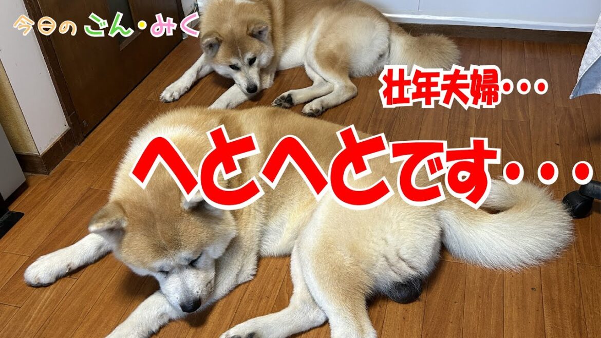 お父さんの独り言・・・ 壮年夫婦・・・ へとへとです・・・ 秋田犬【ごん・みく チャンネル】 お父さんの独り言・・・ 壮年夫婦・・・ へとへとです・・・ 秋田犬【ごん・みく チャンネル】