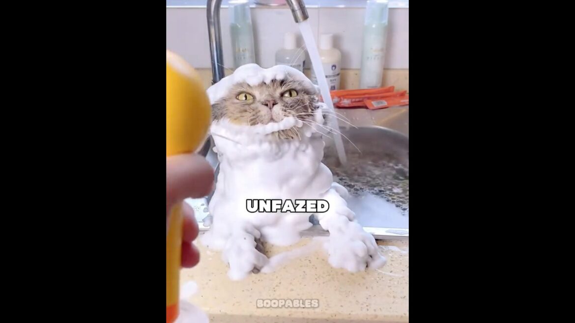 This Cat LOVES Baths! #shorts