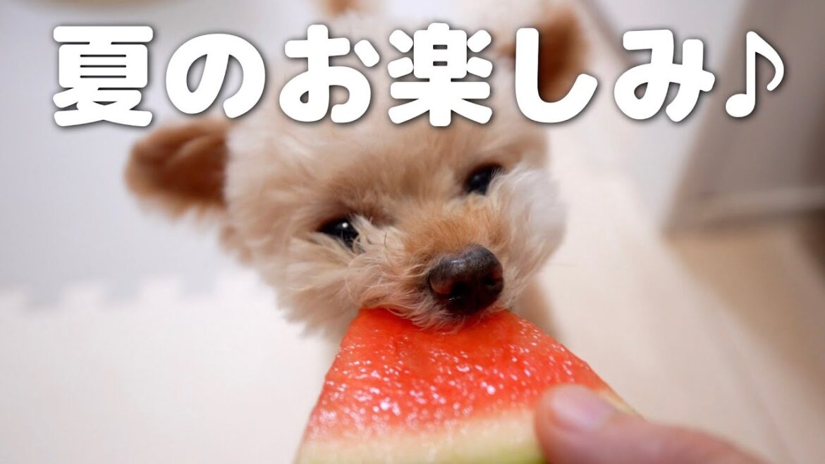 朝の６時から・・・【トイプードル】