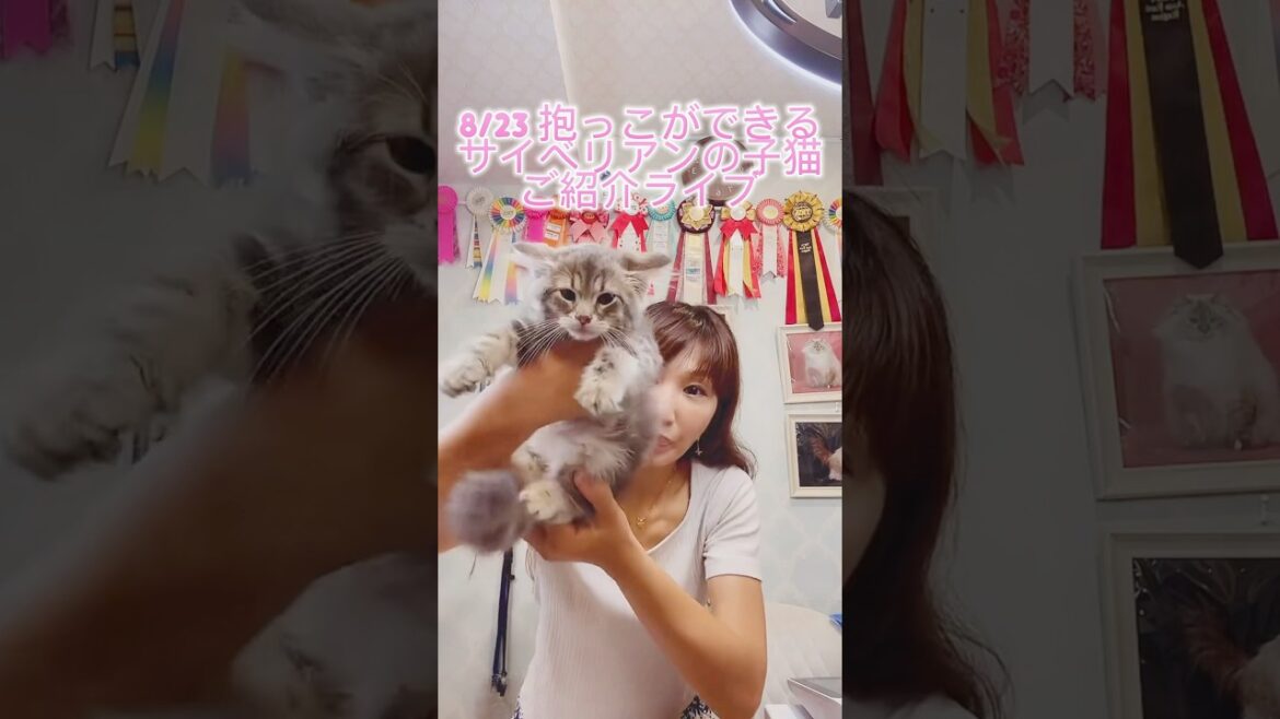 8/23 抱っこができる#サイベリアン の#子猫 ご紹介ライブ😻ご家族様募集中の可愛い子猫達が沢山登場❣️#こねこ を抱っこしたい方は、サイベリアン専門店ロイヤル・キャッツ❣️#ペットショップ