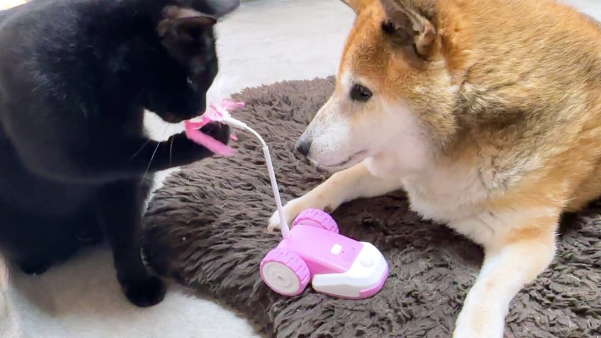 柴犬とお姉ちゃん猫のために頑張る黒猫くんだけど… 柴犬とお姉ちゃん猫のために頑張る黒猫くんだけど…