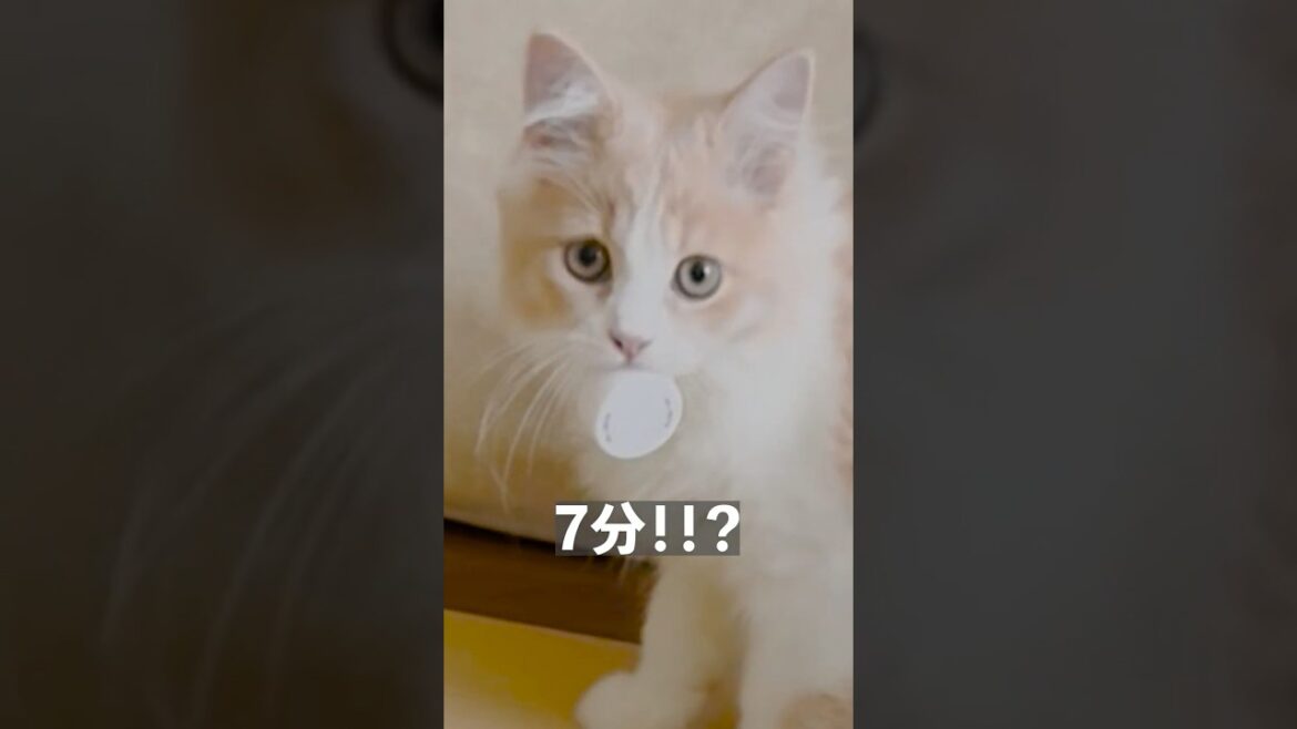 アスリートのようなフットワークを魅せる子猫