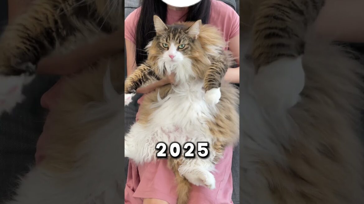 2kg→9.2kg　 #猫 #ねこ #cat #ノルウェージャン #ノルウェージャンフォレストキャット #子猫 #北欧猫