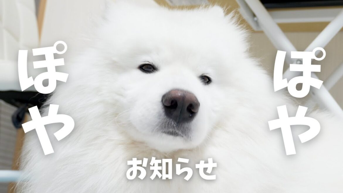 【お知らせ付き】お寝ぼけサモエドがまんまと捕まった日