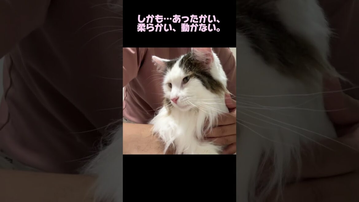 飼い主のあぐらは最高のソファ！#ノルウェージャンフォレストキャット #norwegianforestcat  #猫のいる暮らし