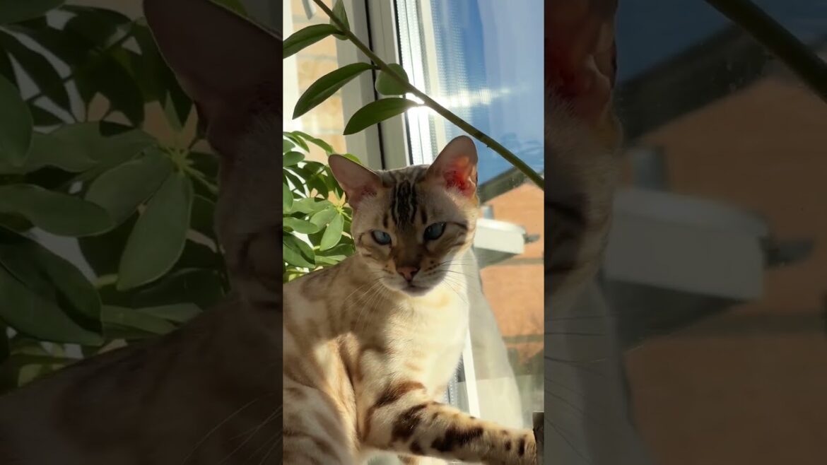 Ларс Косинус Бенгал 😽 Lars The Bengal Cat #cat #cute #kitty #funny #cutecat #funnycats #pets Ларс Косинус Бенгал 😽 Lars The Bengal Cat #cat #cute #kitty #funny #cutecat #funnycats #pets