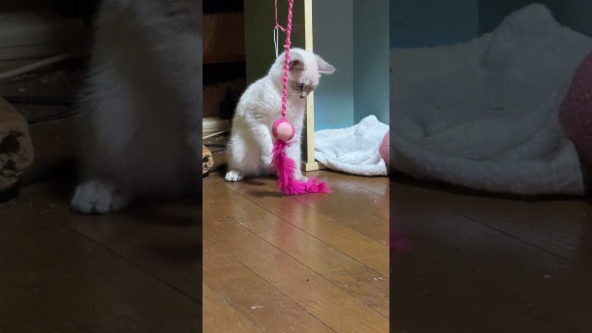 シャム猫の子ネコ。ねこじゃらしデビューw①