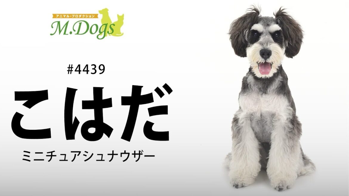 ペットモデル #4439 ミニチュアシュナウザー「こはだ」