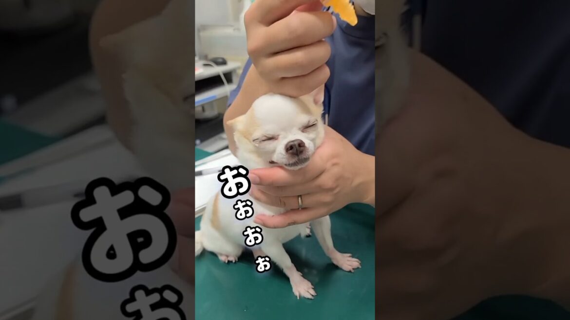 【犬の目薬】初心者に優しいプロの神技を伝授 やり方 #チワワ #shorts #スムースコートチワワ
