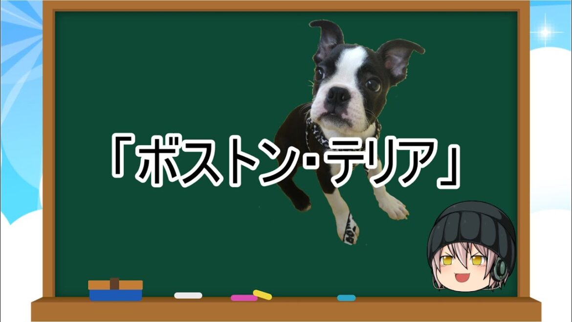 【ゆっくり解説】犬種２１：ボストン・テリア