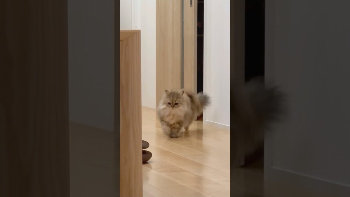 今さら尻尾が気になる猫 【サイベリアン】 #Shorts