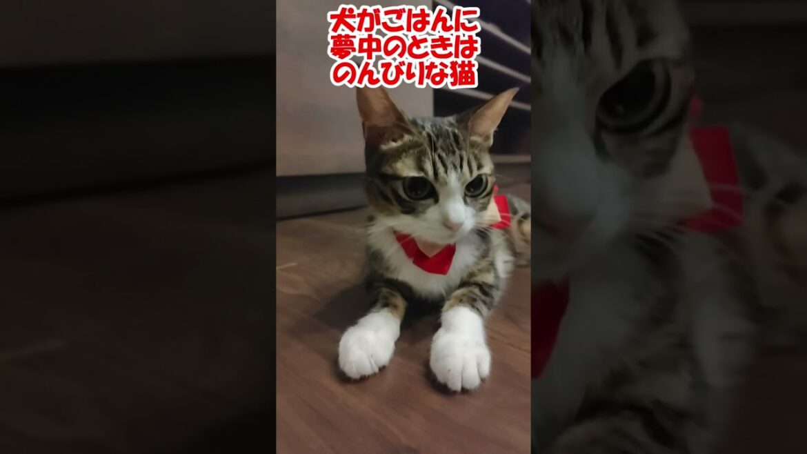 犬がごはんに夢中のときはのんびりな猫 #保護猫 #コーイケルホンディエ