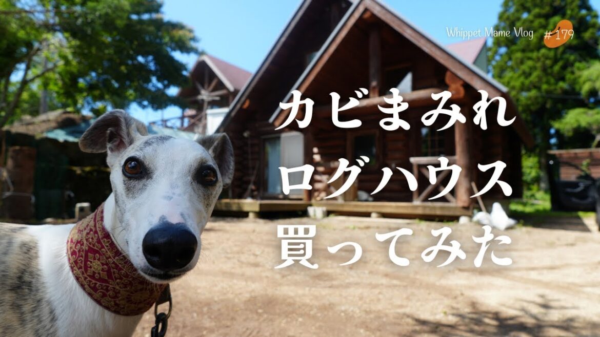 数年放置されたログハウスを愛犬のために買ってみた #179 数年放置されたログハウスを愛犬のために買ってみた #179