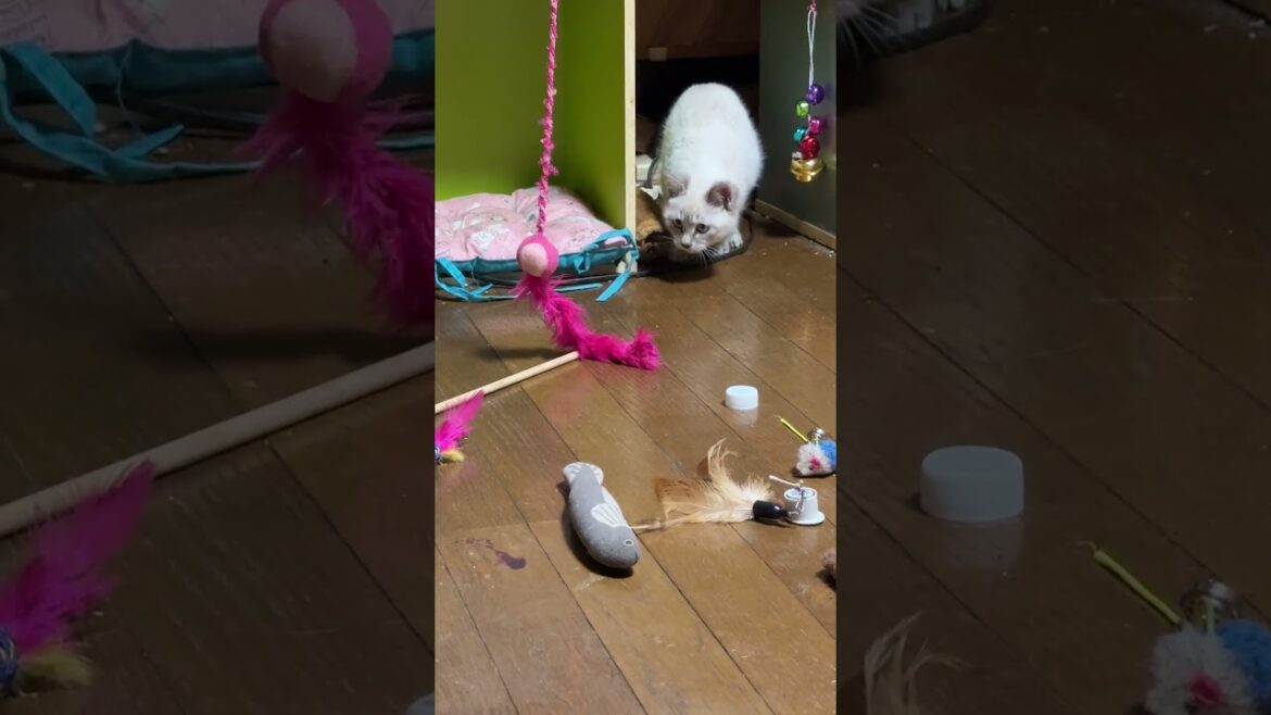 シャム猫の子ネコ。ねこじゃらしデビューw③　名前「雫（しずく）」ちゃんにしました