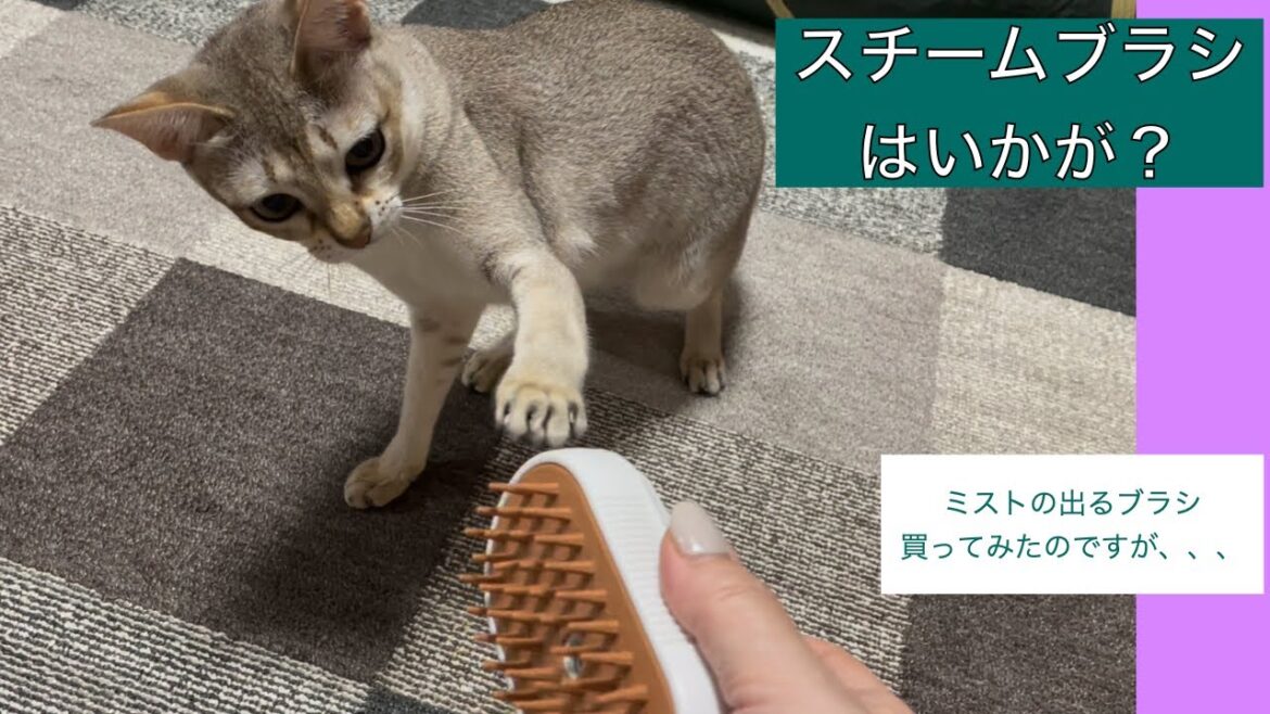【シンガプーラ】スチームブラシ買ってみたんですが、、、＃猫＃猫動画