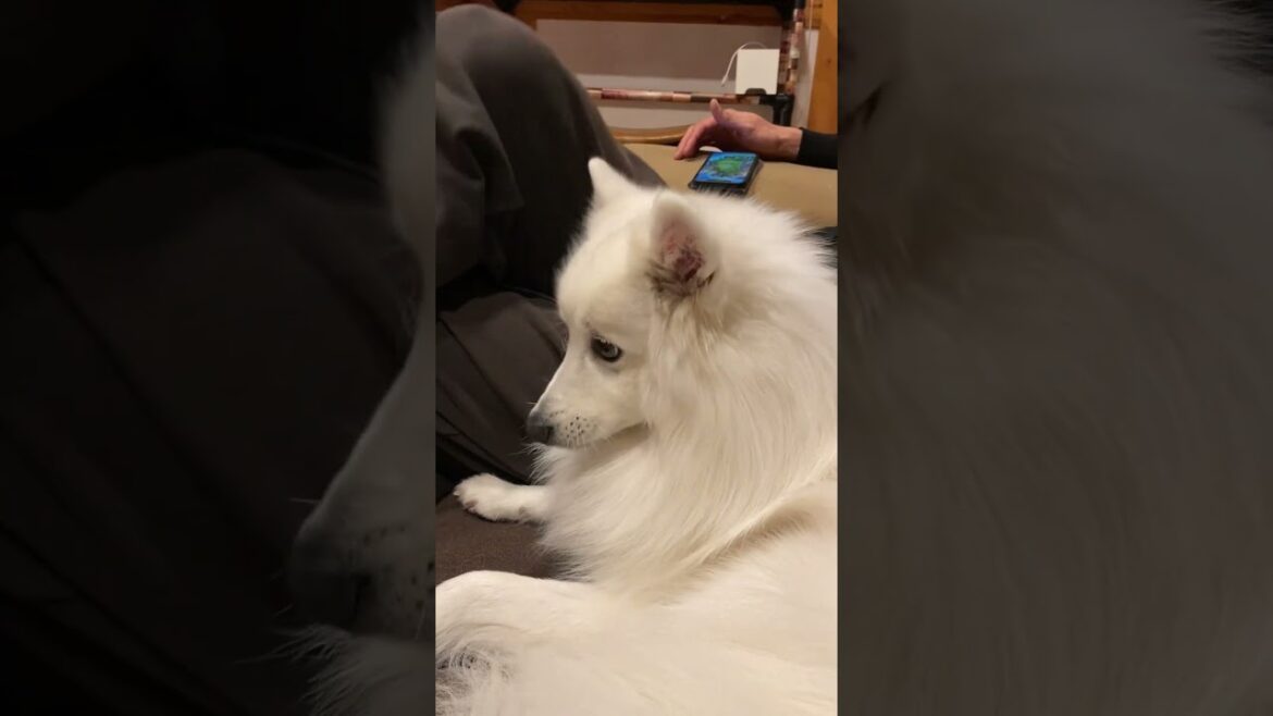 パパの側で寝る日本スピッツがかわいすぎる　#日本スピッツ #中型犬 #shorts