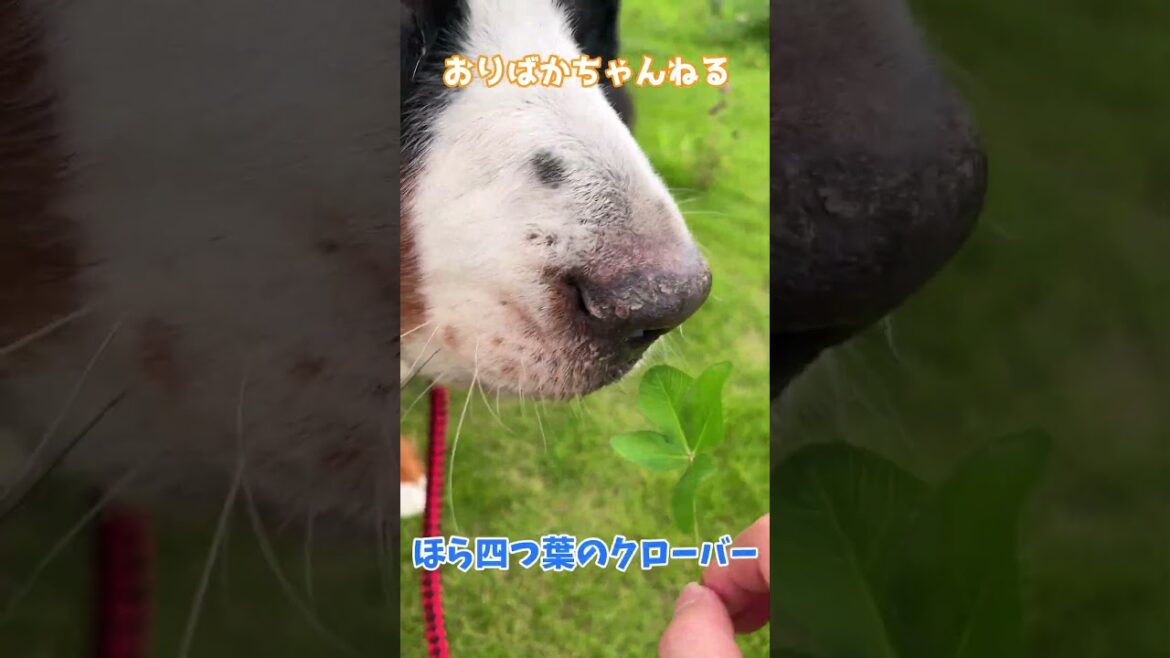 現金なバーニーズマウンテンドッグのオリバー #バーニーズマウンテンドッグ #bernesemountaindog #バーニーズ